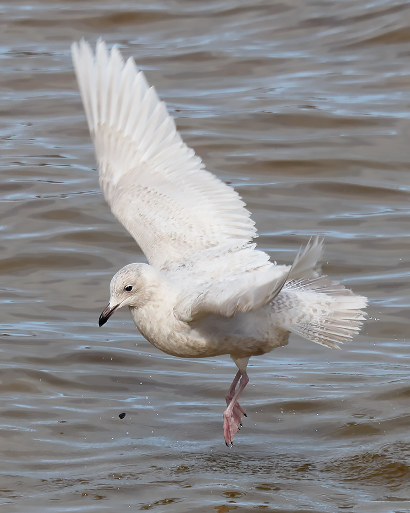 Kumlien's gull